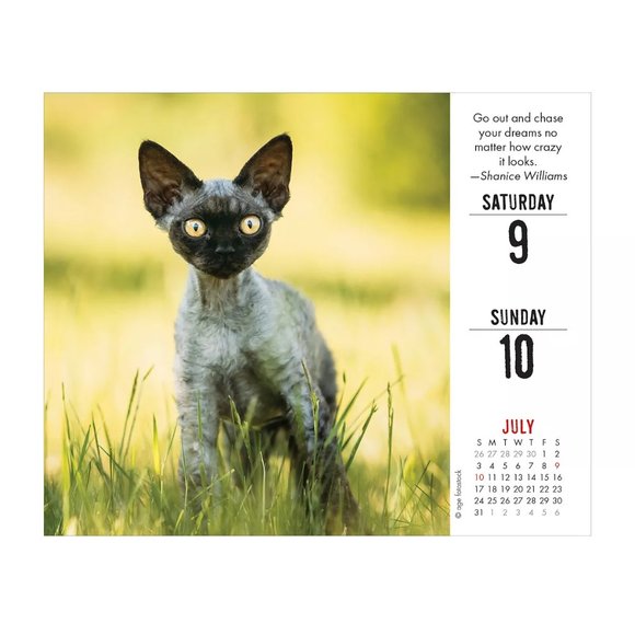 Bad Kitties 2022 Box Calendar Table Decor - Picture 3 of 4